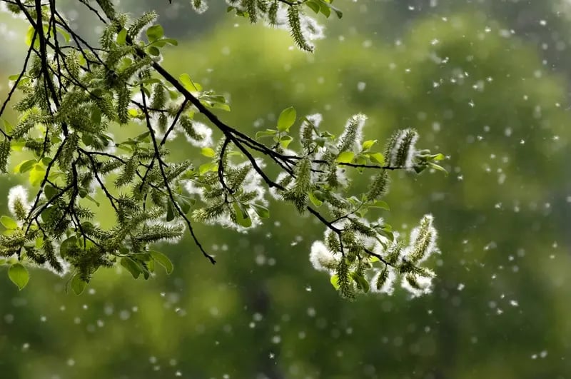 alergia a la primavera