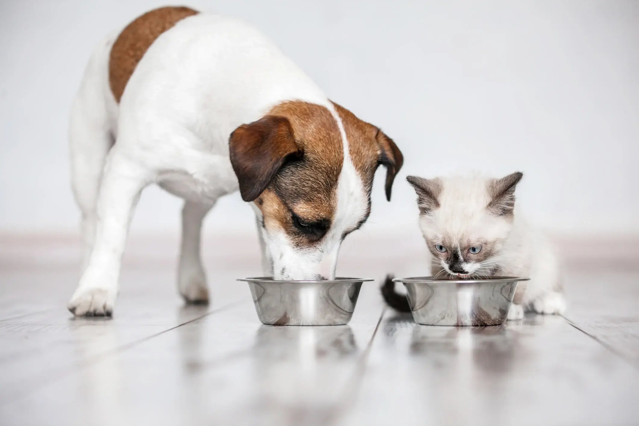 alimentación-de-perros-y-gatos-2