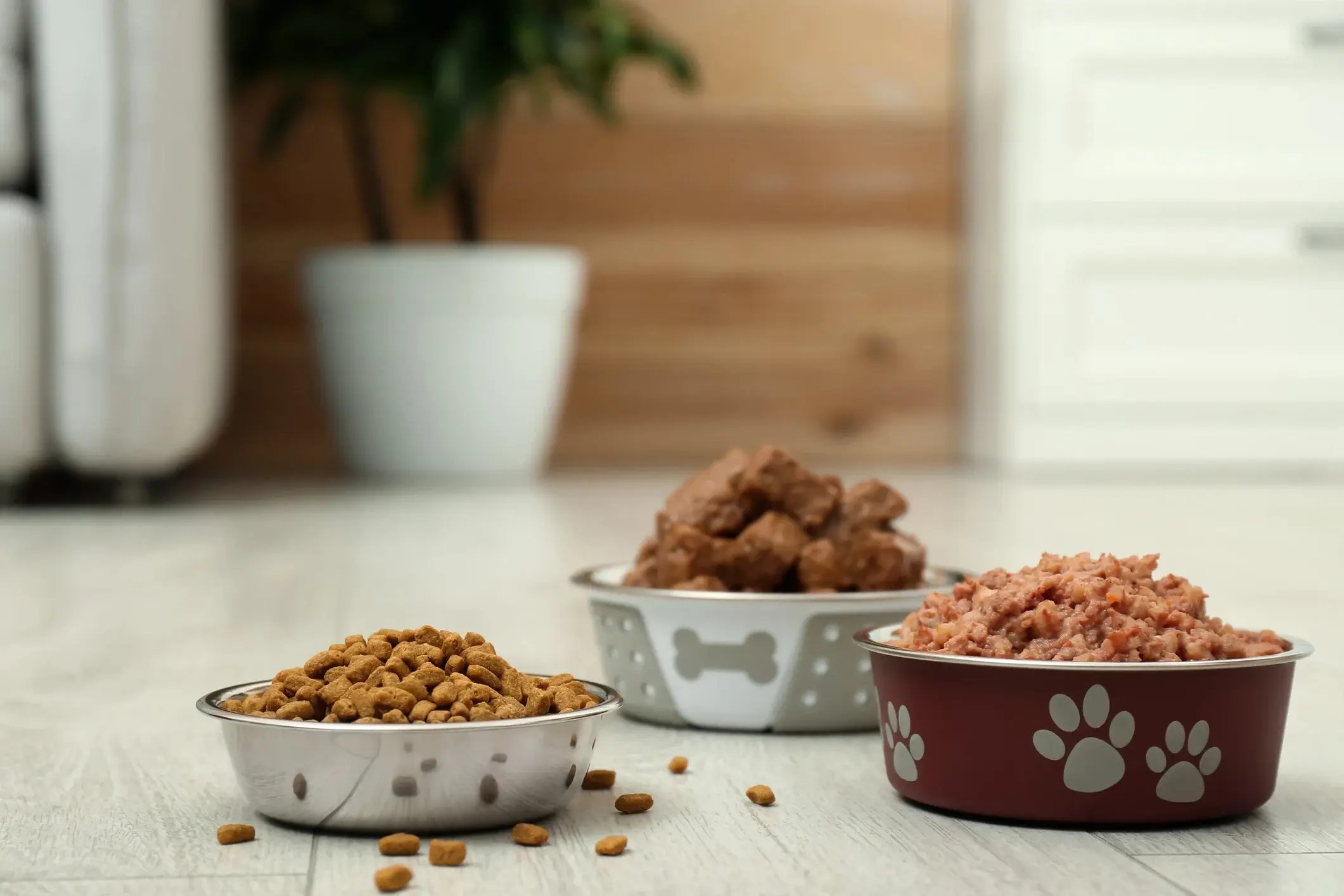 alimentación-de-perros-y-gatos-3