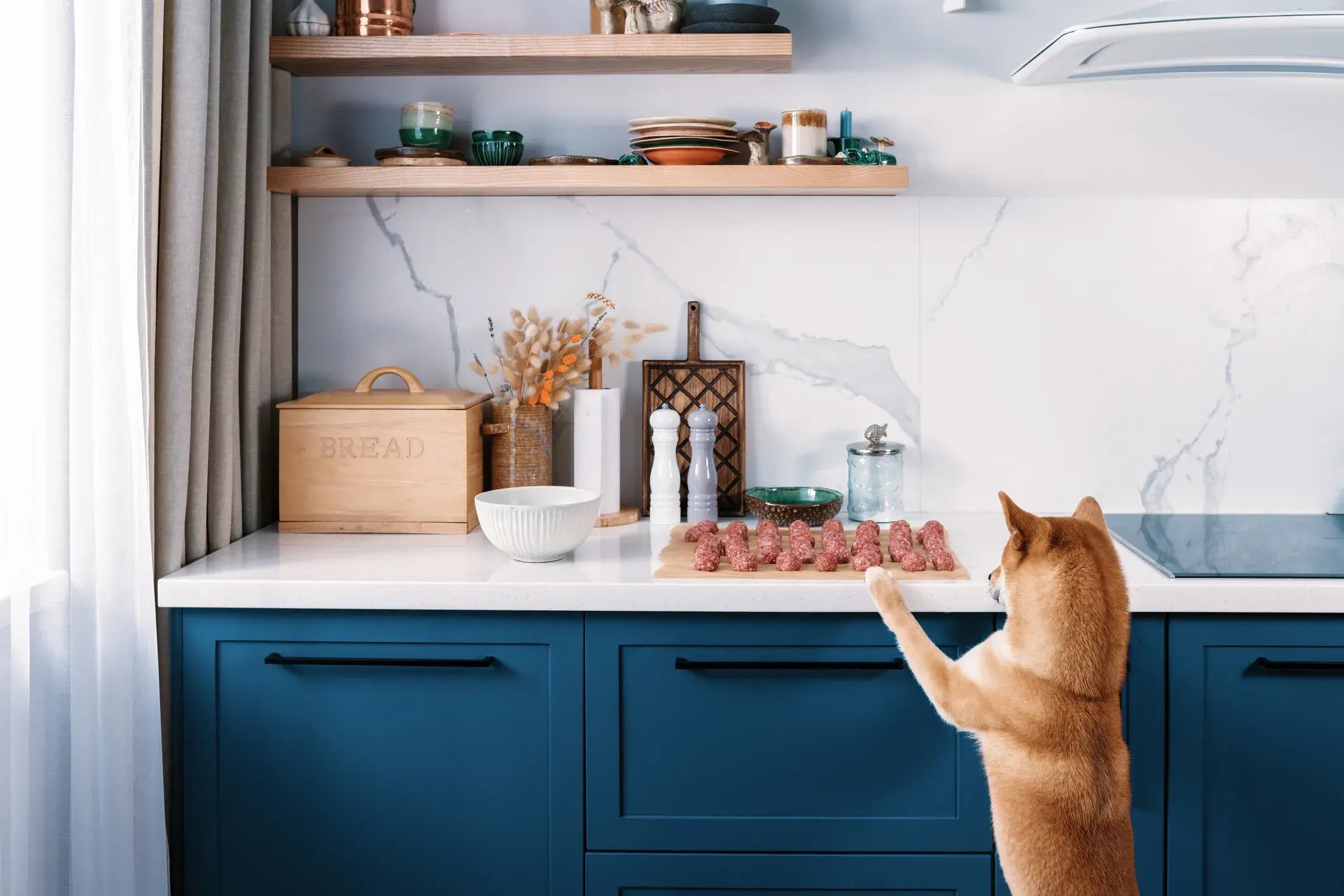 alimentación-de-perros-y-gatos-4