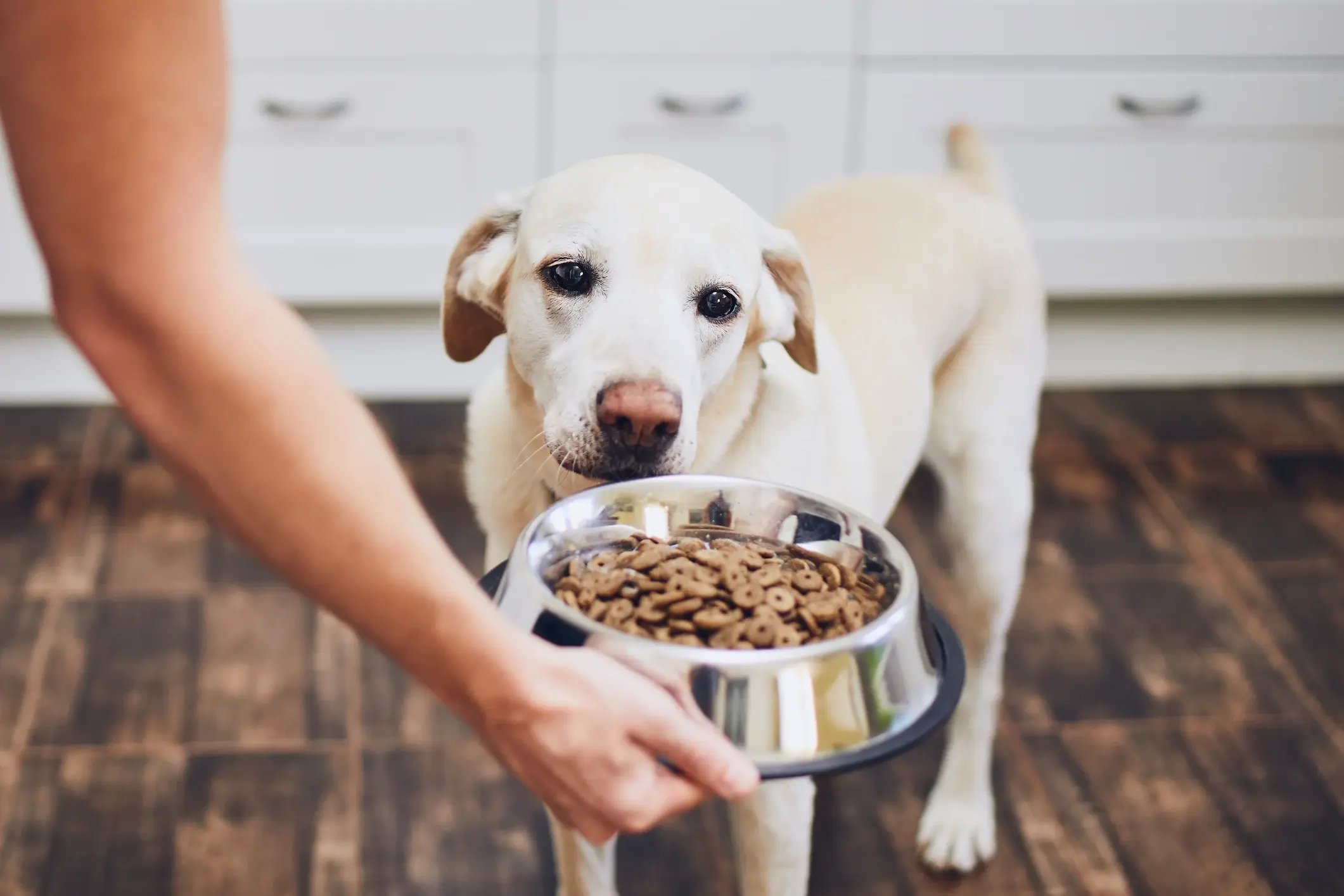 Consideraciones sobre la alimentación de perros y gatos