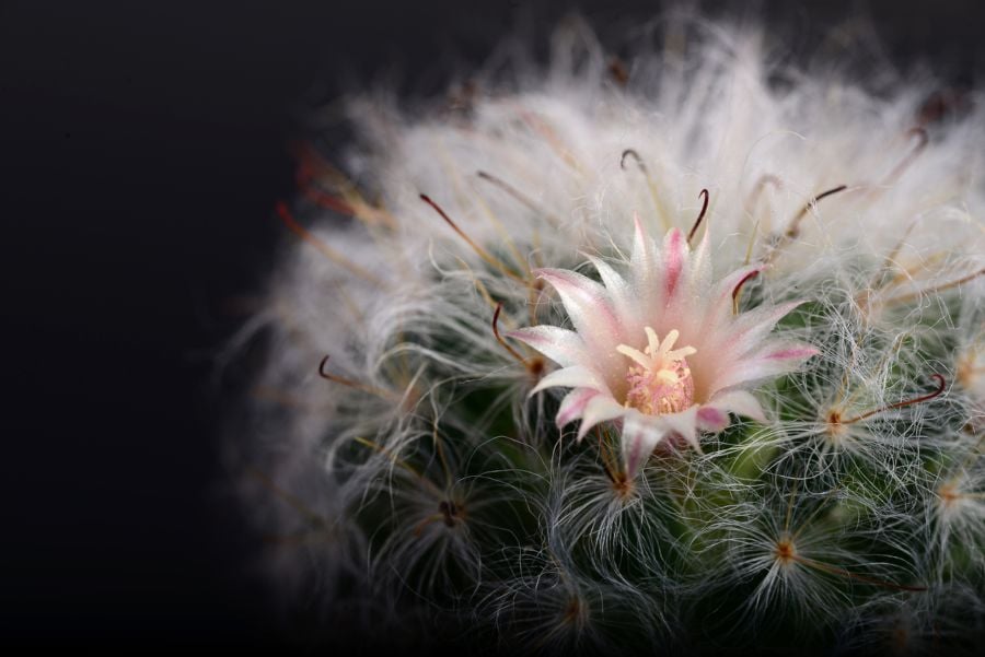 cactus de interior Mammillaria