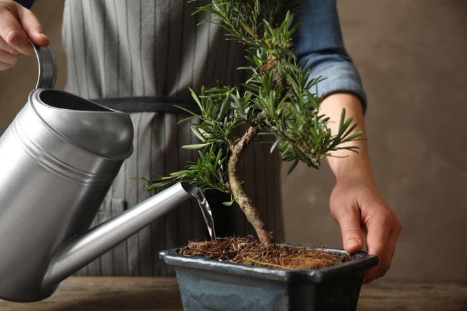 como cuidar un bonsai orígenes