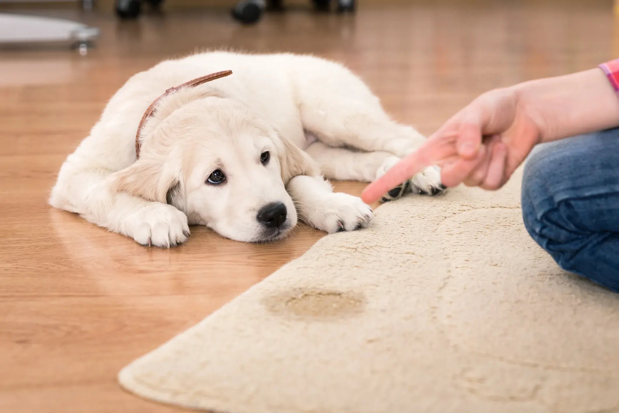 como eliminar olor a orina de perro