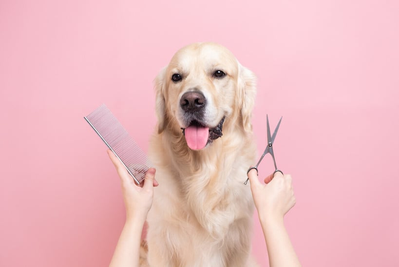 como-cortarle-el-pelo-a-un-perro1