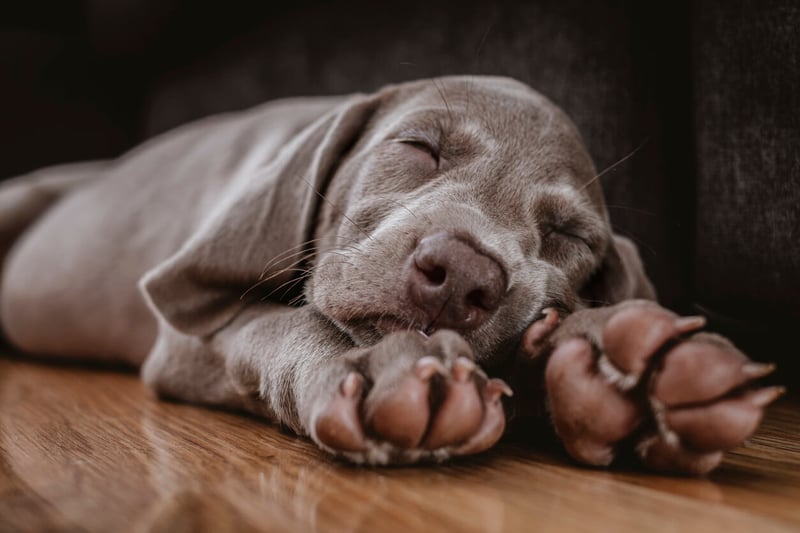 como-hacer-dormir-a-un-perro2