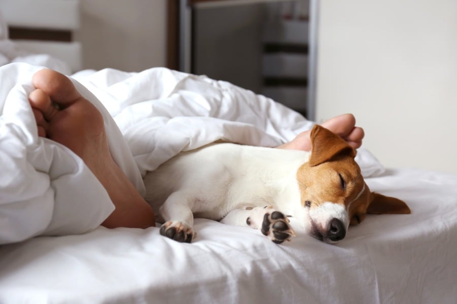 cuántas horas duermen los perros descanso