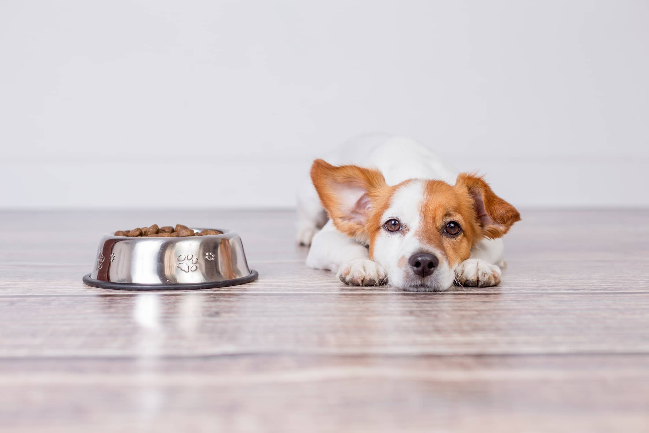 Cuántas veces al día debe comer un cachorro