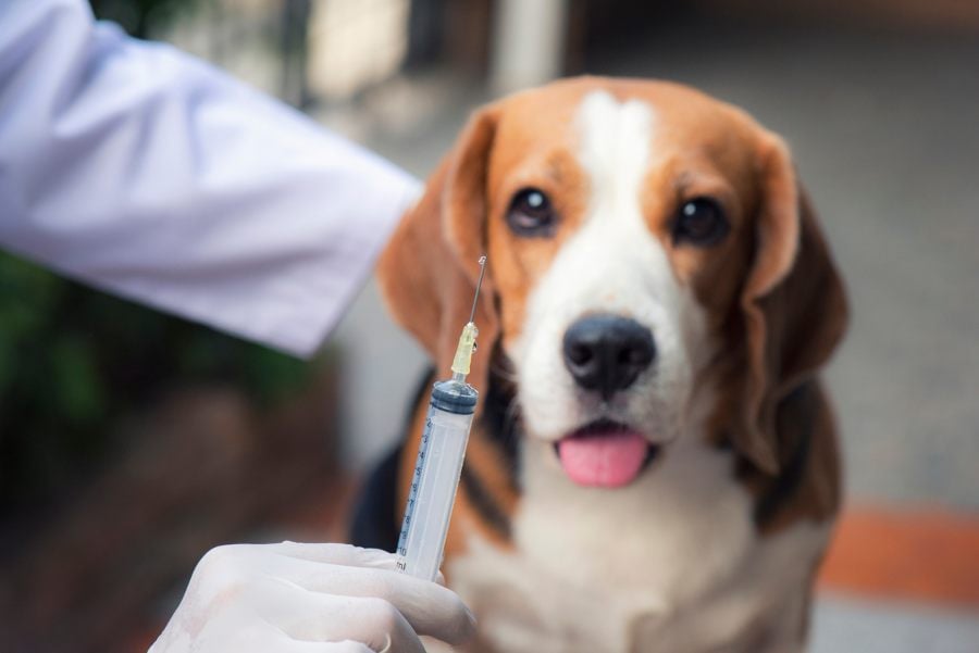 cuidado cachorros vacunas