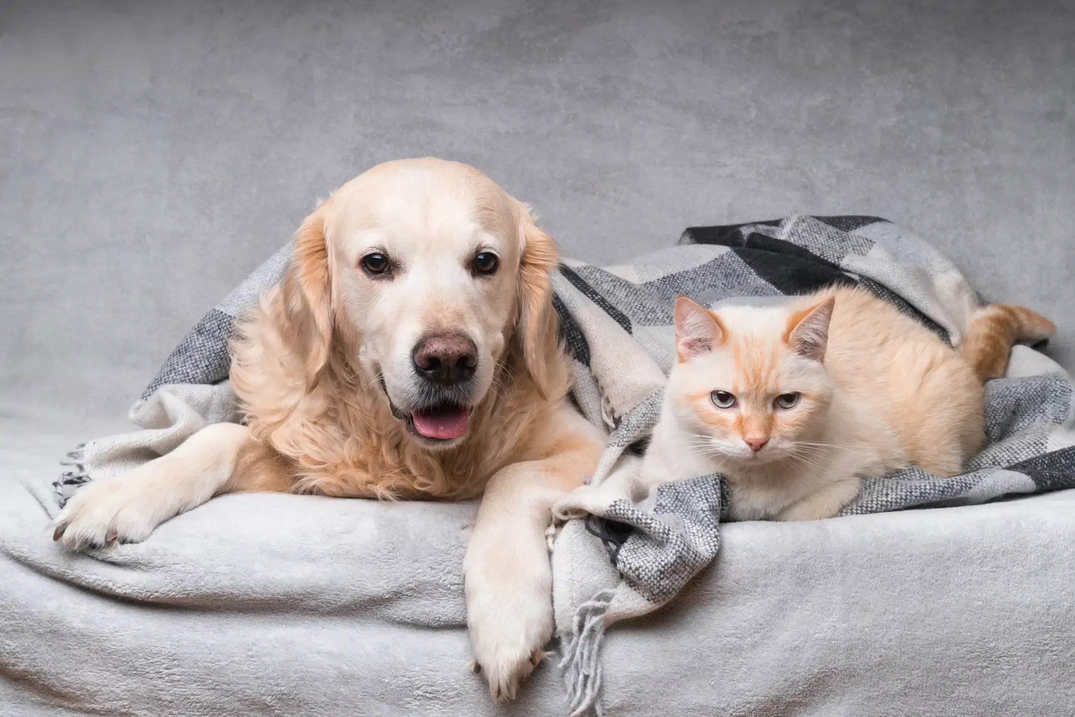 Cuidar a perros y gatos en invierno