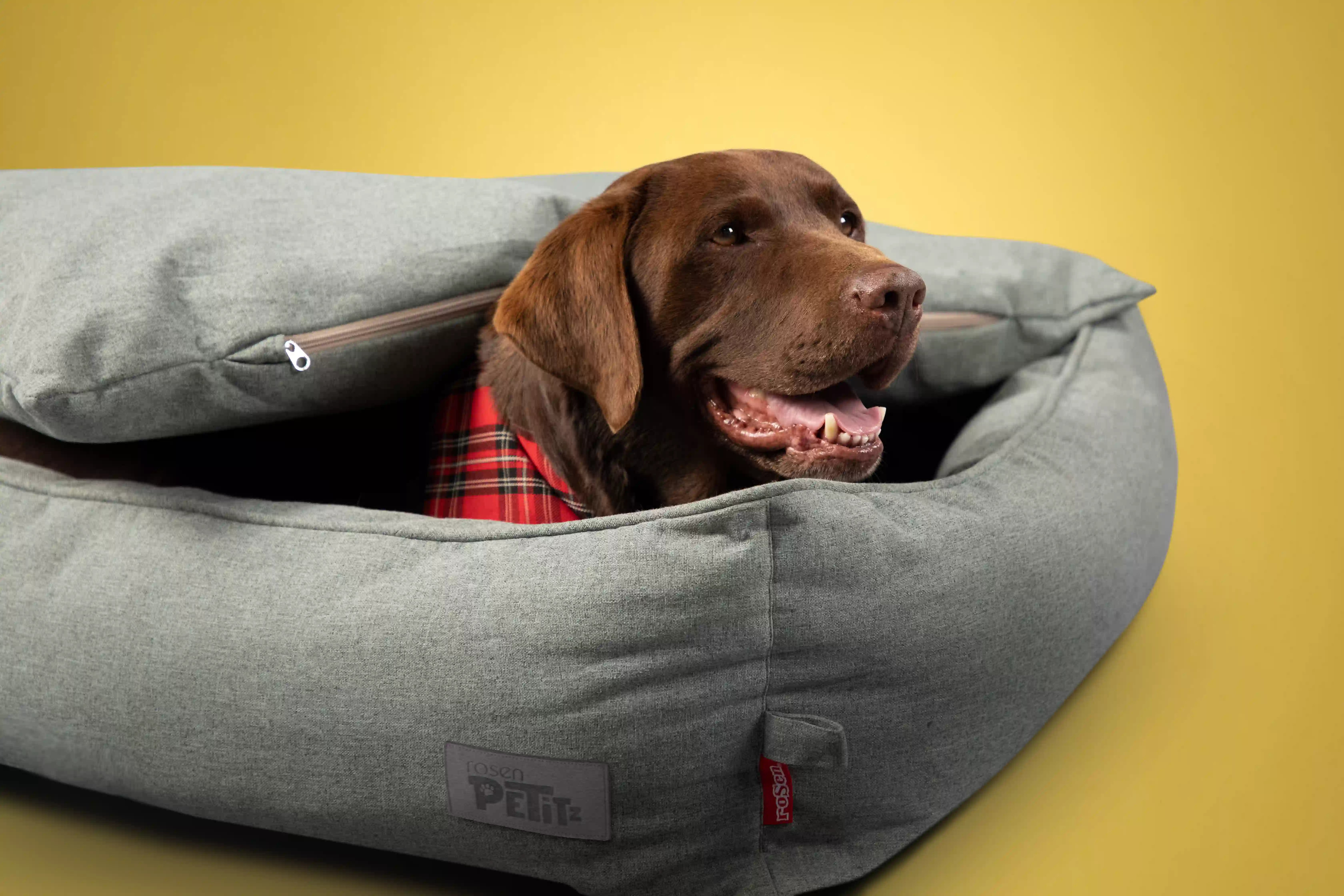 cuidar-a-perros-y-gatos-en-invierno-2