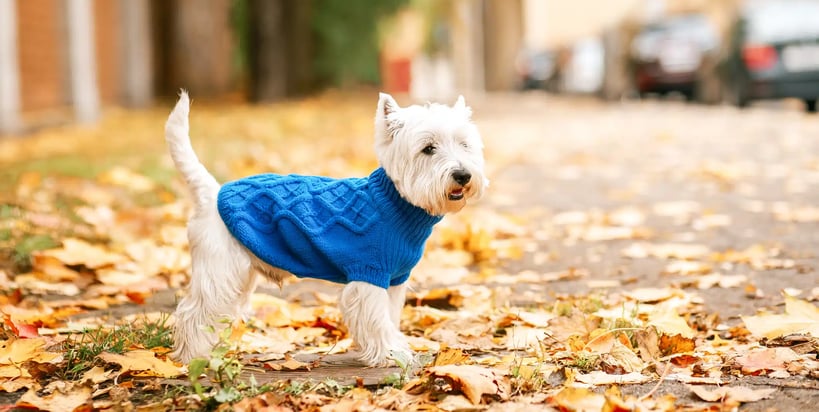 cuidar-a-perros-y-gatos-en-invierno-4