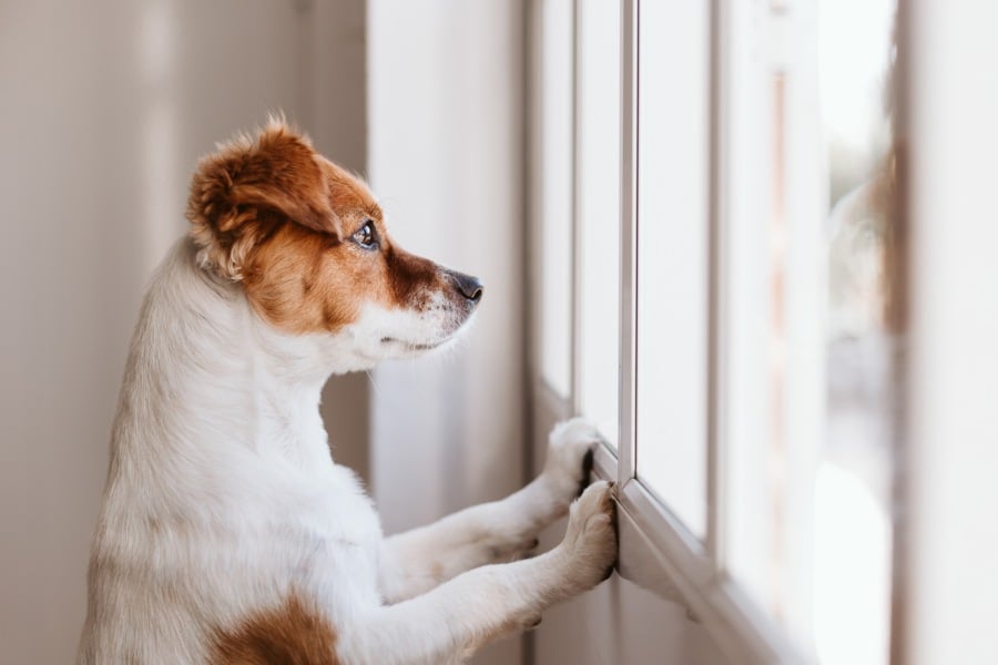 depresión en perros: ¿qué es?