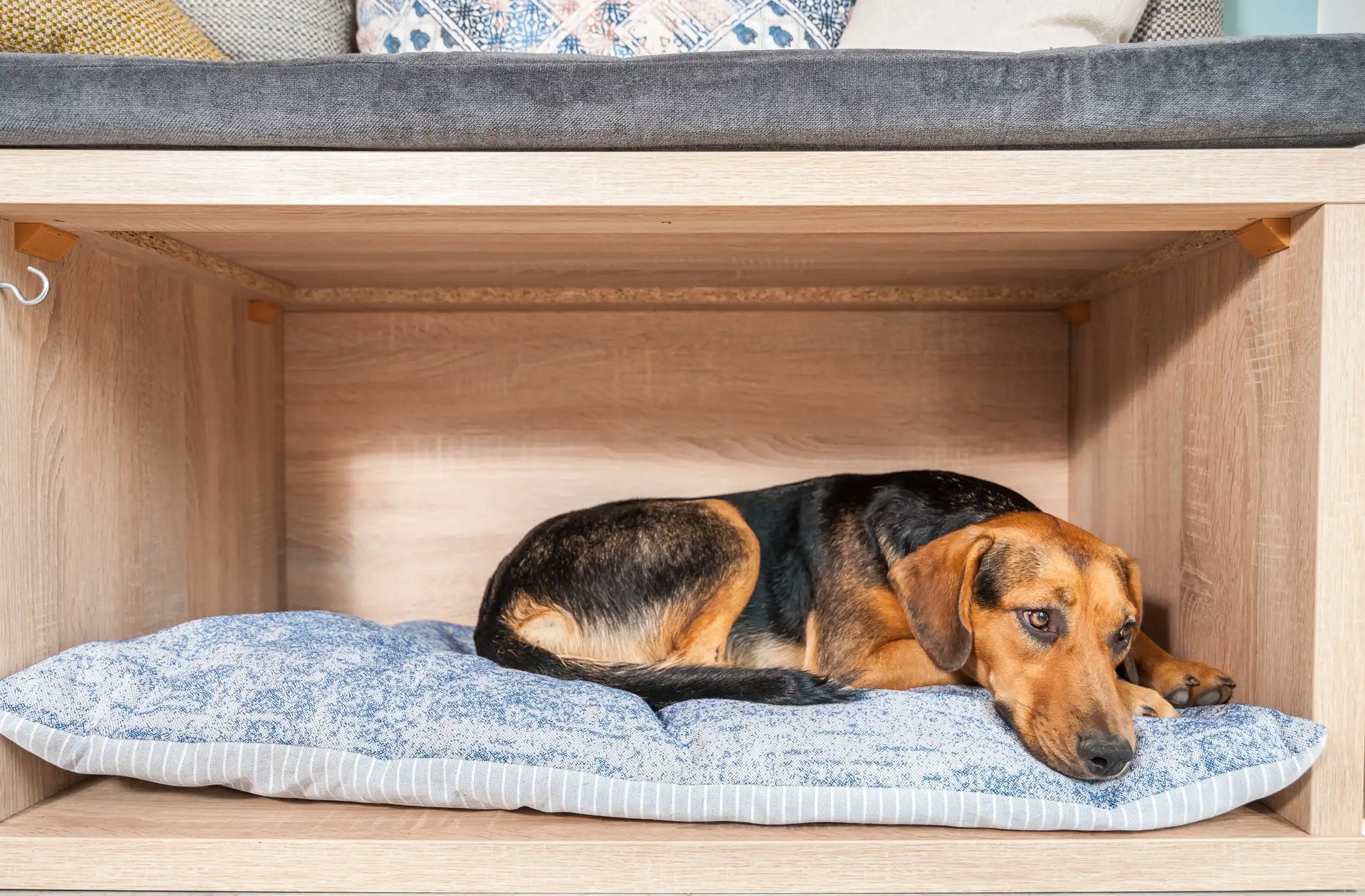 el-lugar-perfecto-en-casa-para-las-camas-de-nuestras-mascotas-2