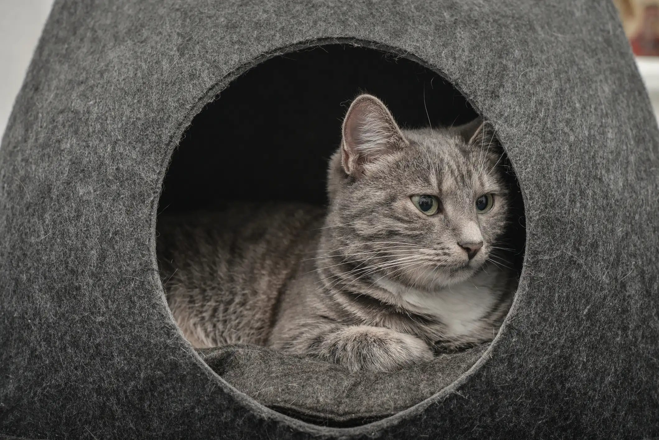 el-lugar-perfecto-en-casa-para-las-camas-de-nuestras-mascotas-3