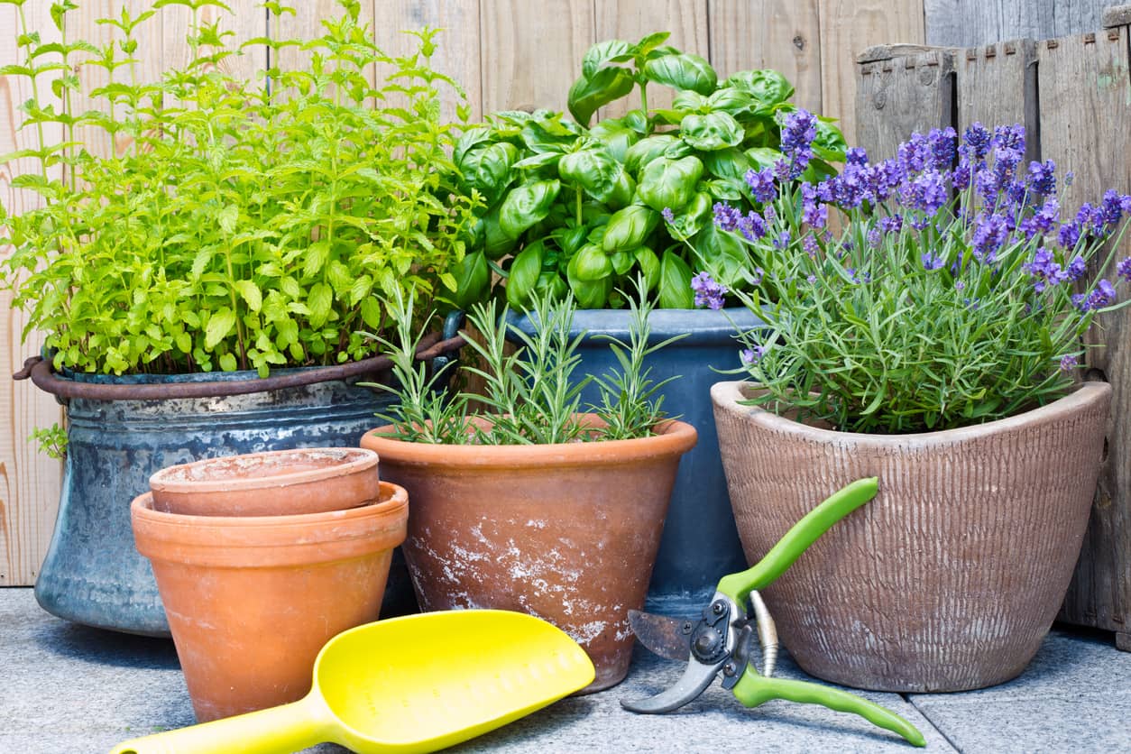 El poder de las plantas