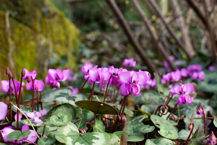 Flores Para Jardinera Las 7 Mejores Opciones 7103