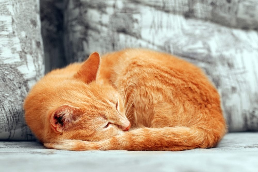 Formas de dormir de los gatos