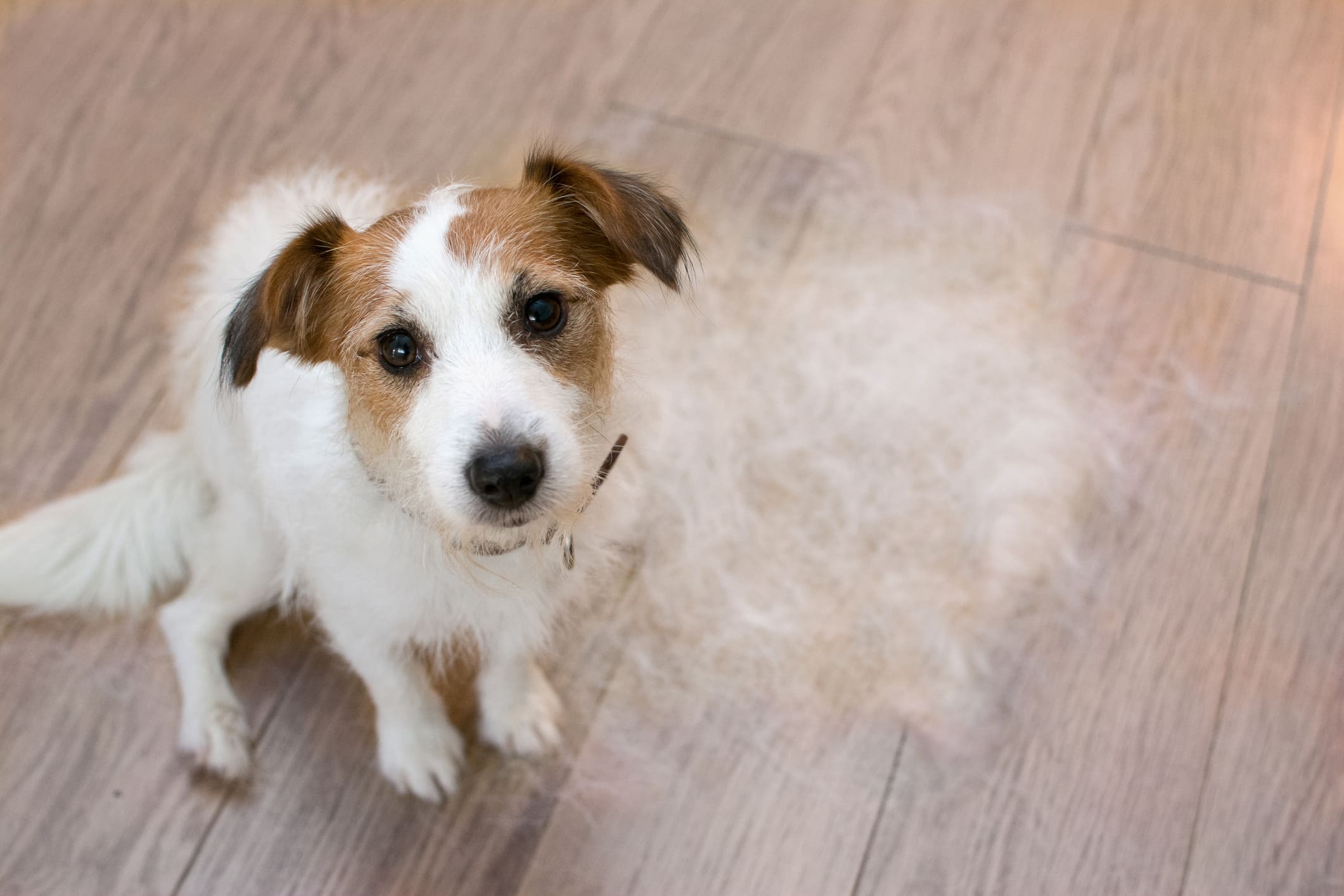 caída de pelo en perros
