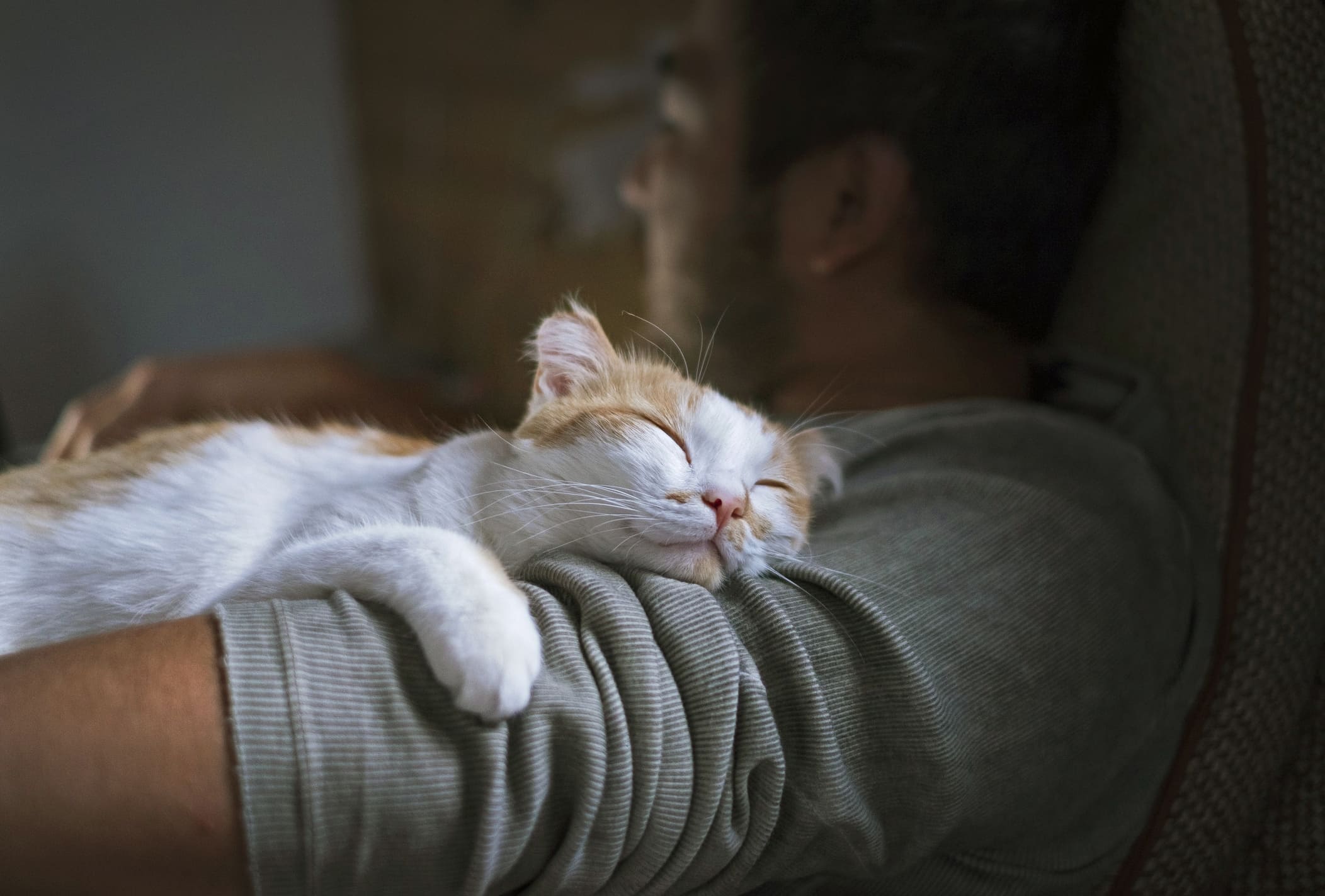dormir con gatos