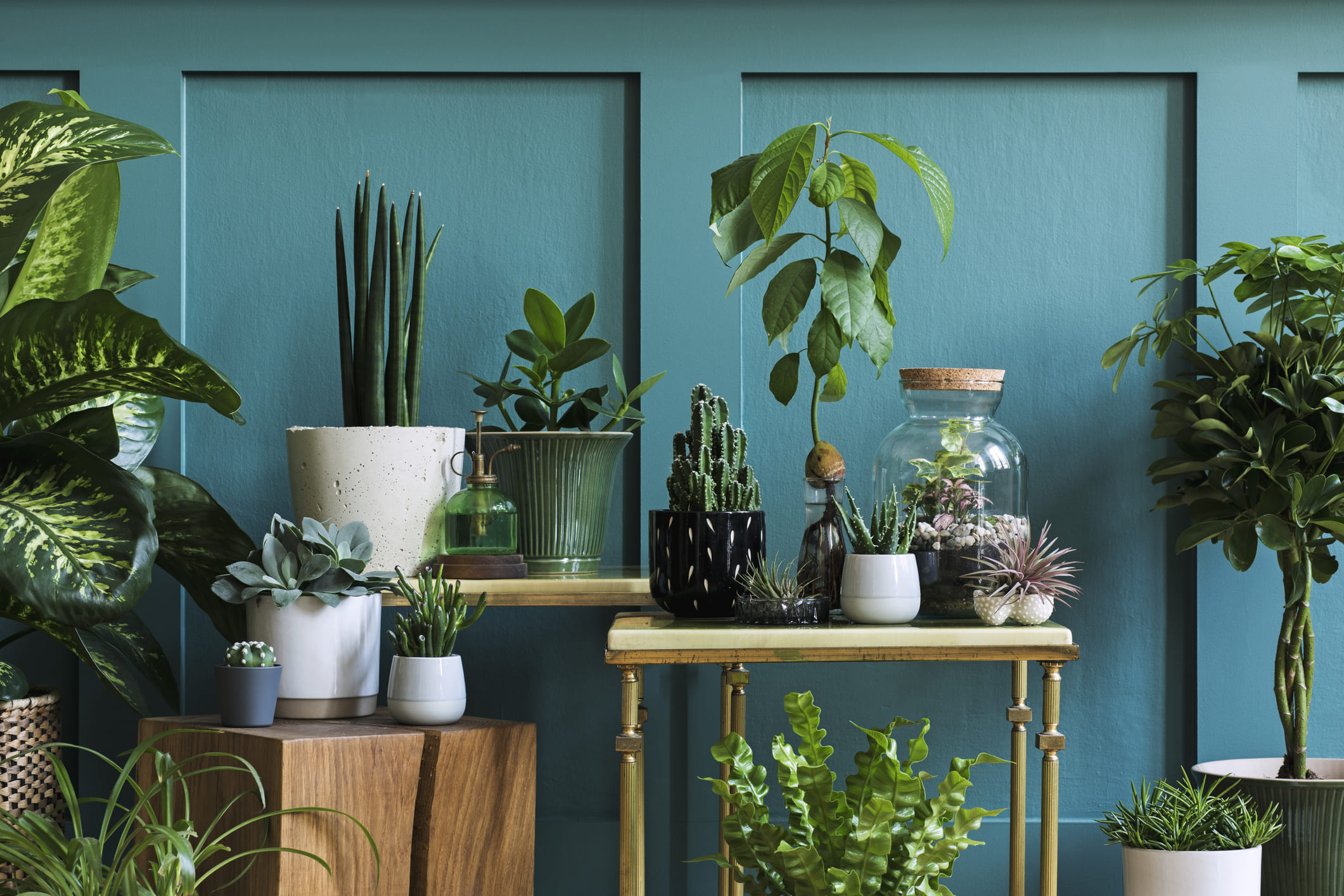 plantas aromáticas