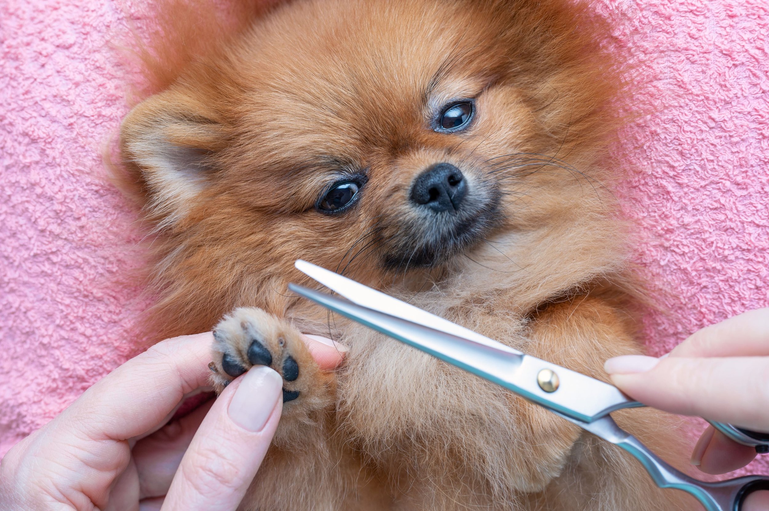 como cortarle el pelo a un perro