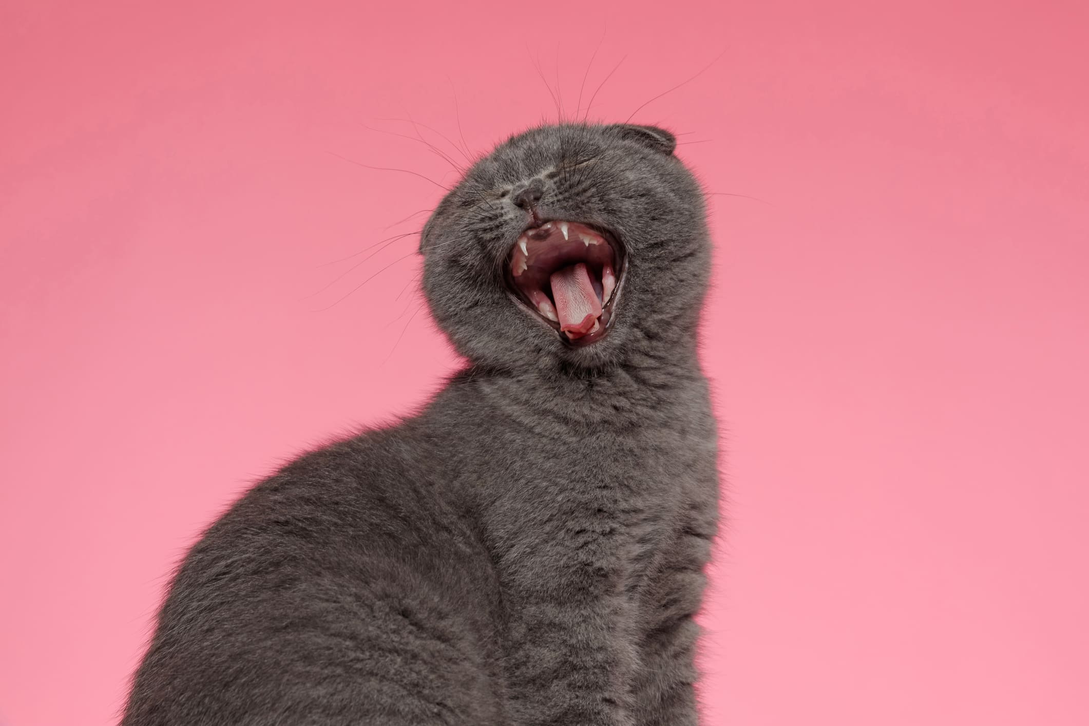 por qué mi gato maúlla tanto