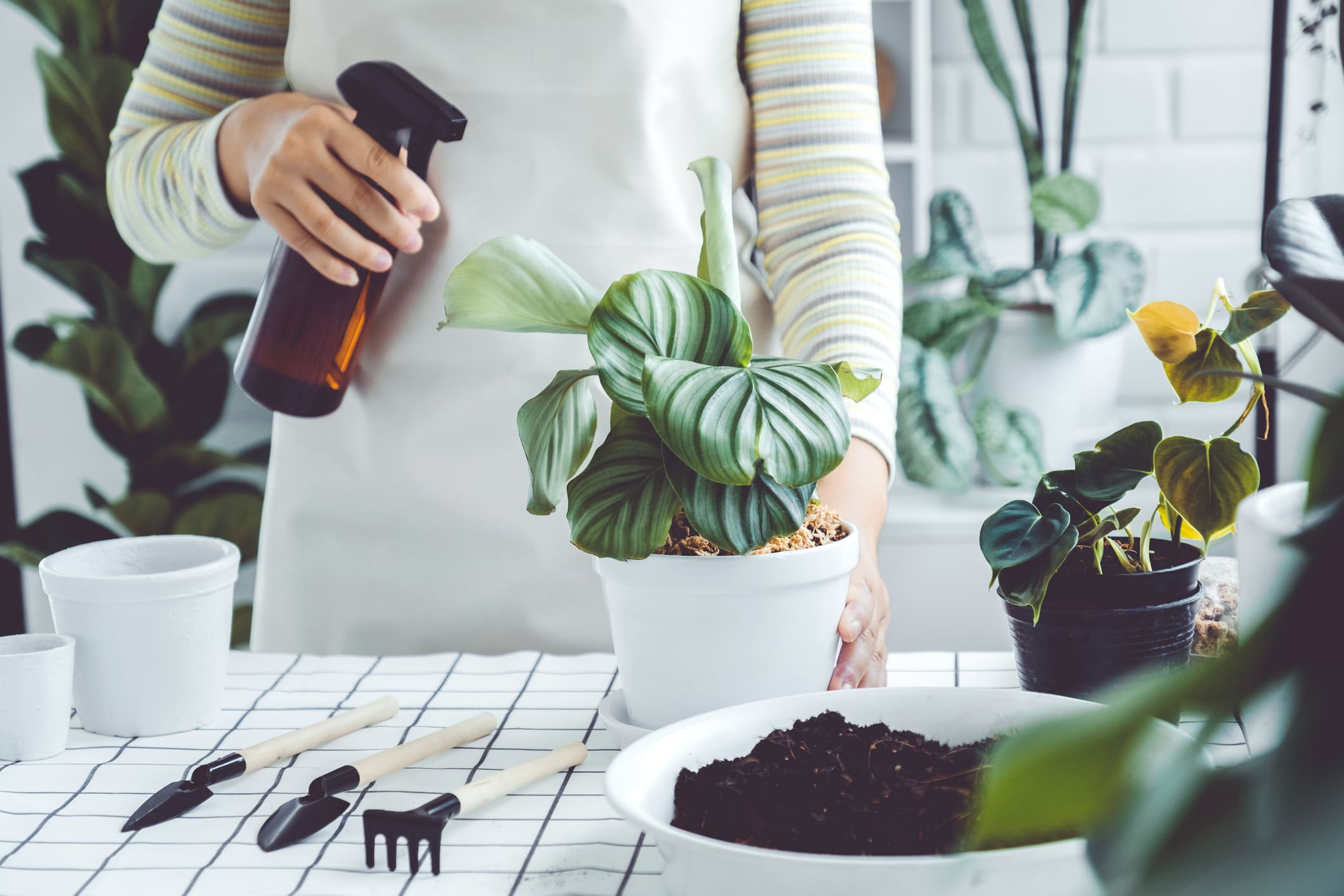 cuidados de plantas