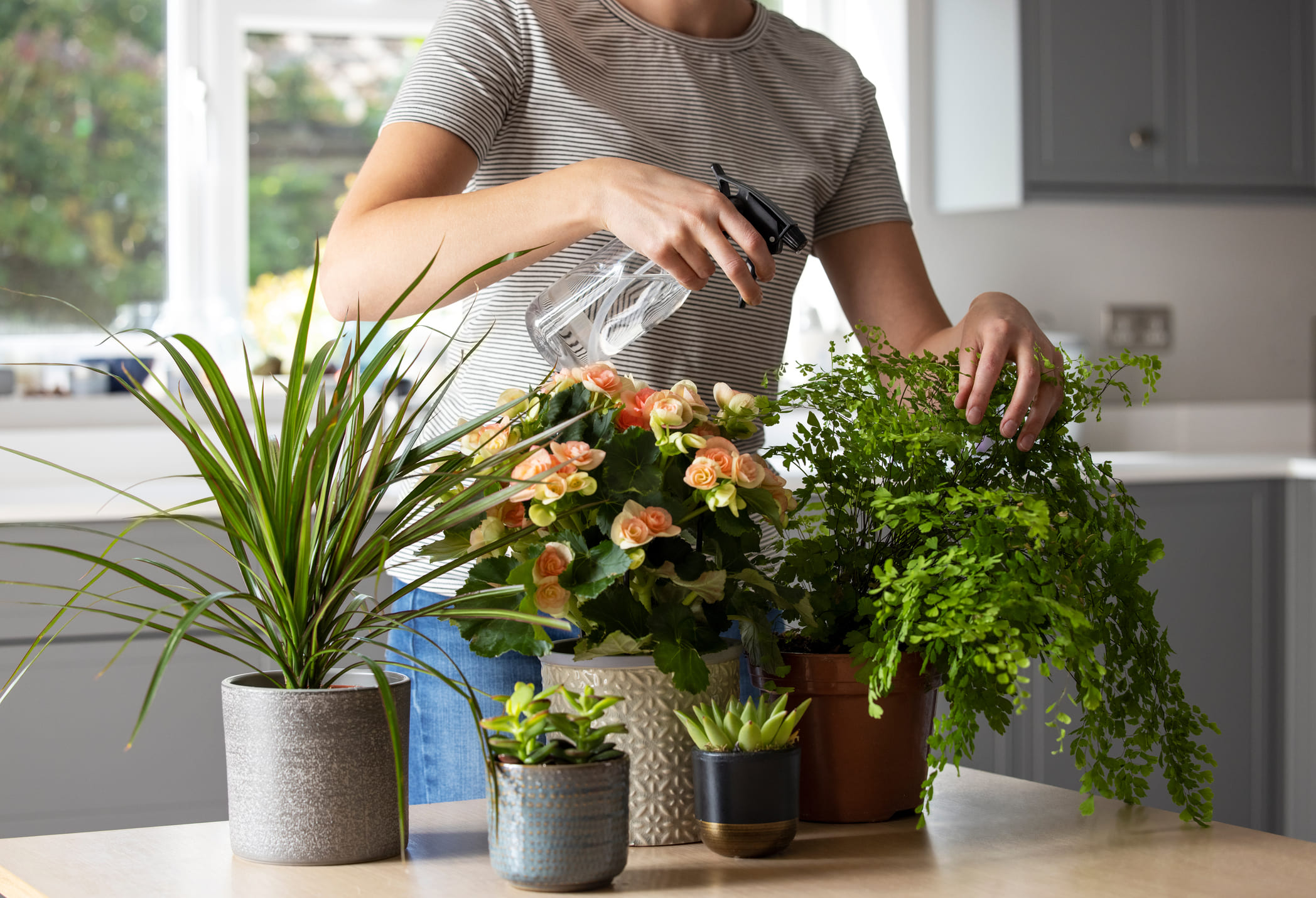 plantas que no necesitan sol