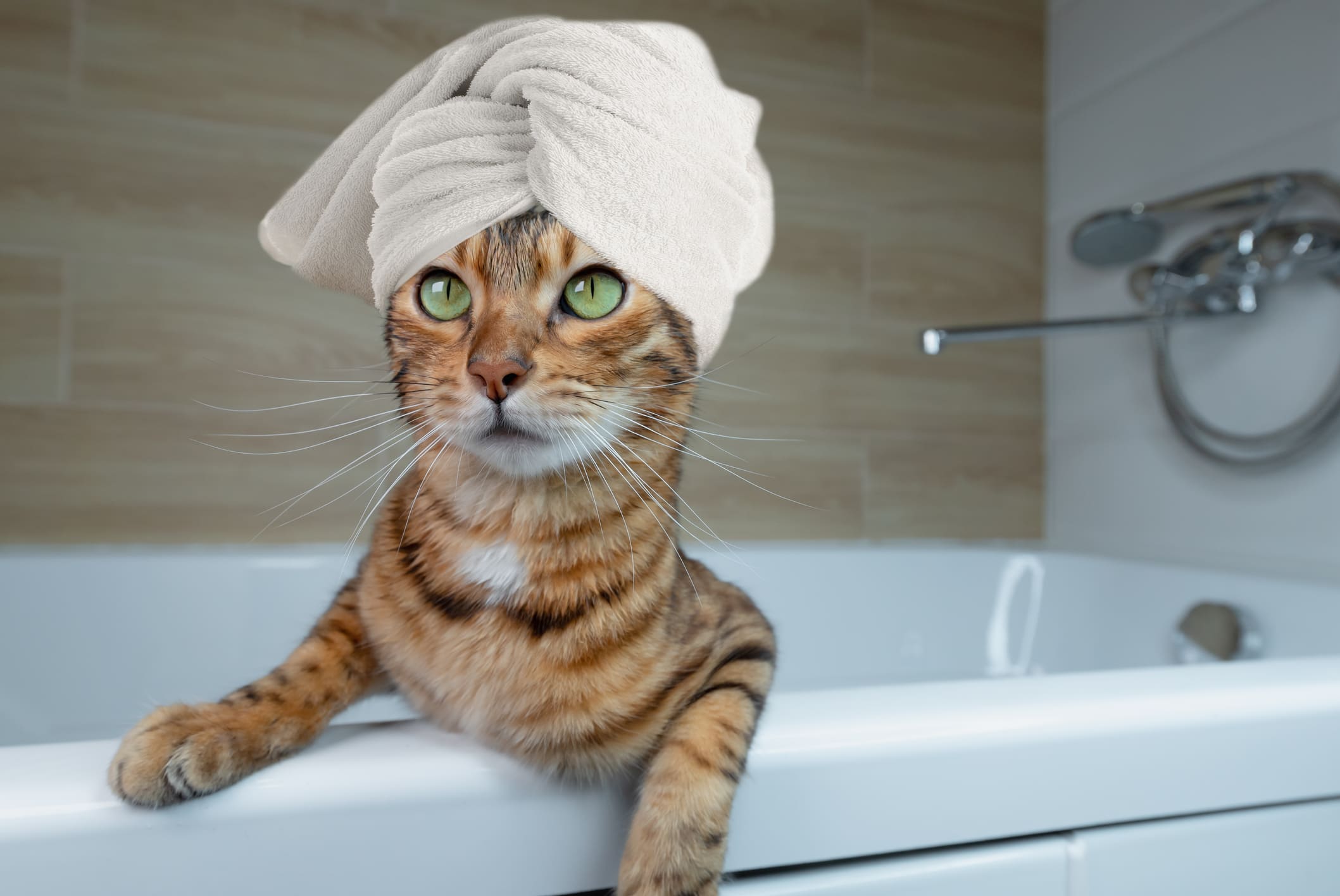 bañar a un gato