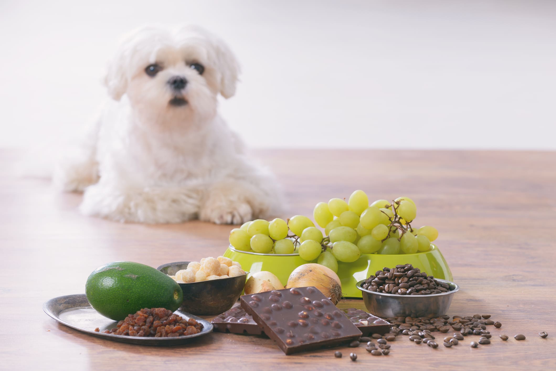 alimentos prohibidos para perros