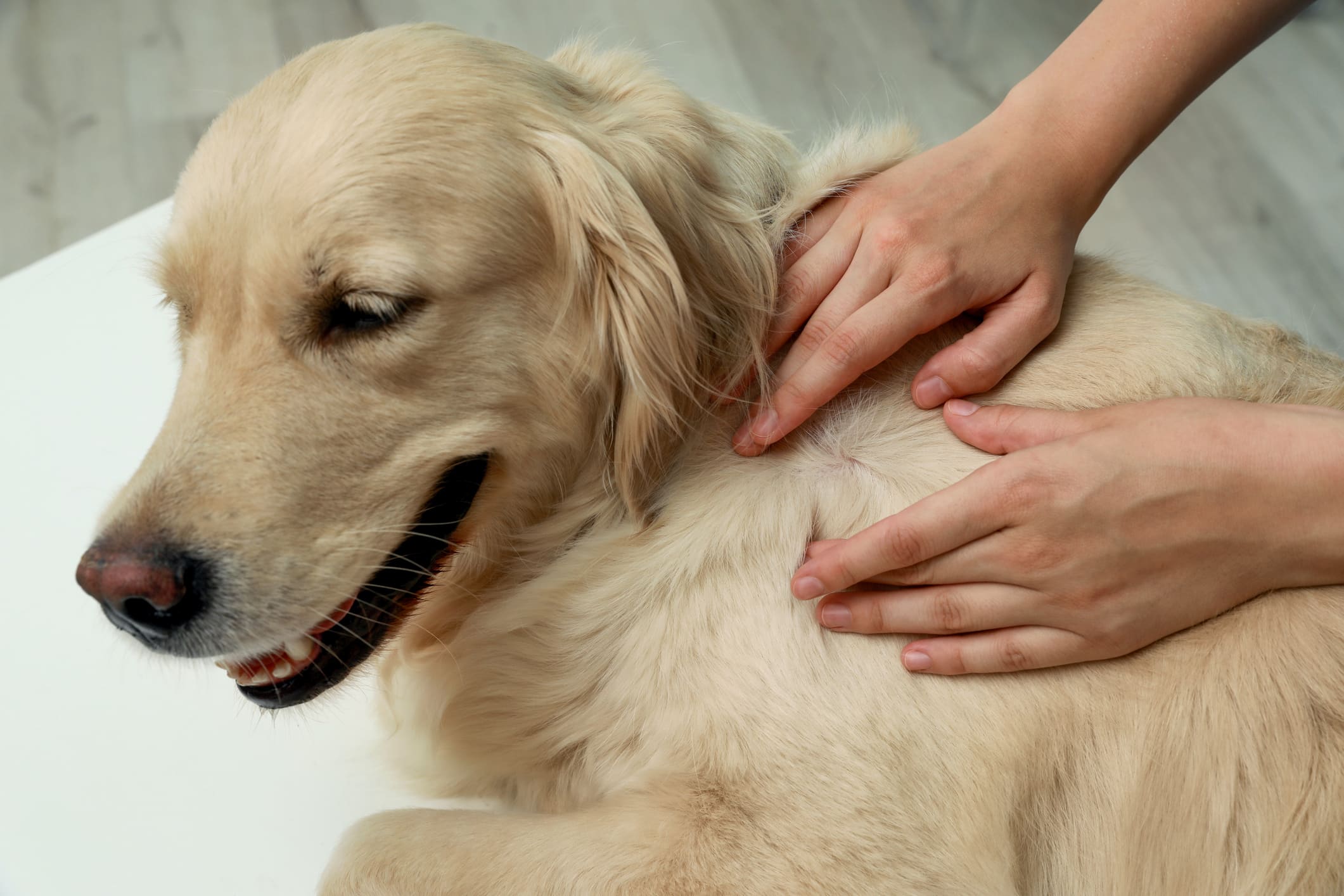 a qué edad un perro es adulto