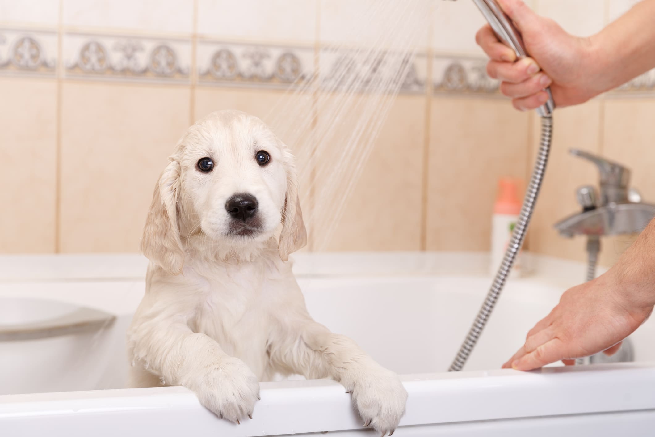 cada cuanto se baña un perro