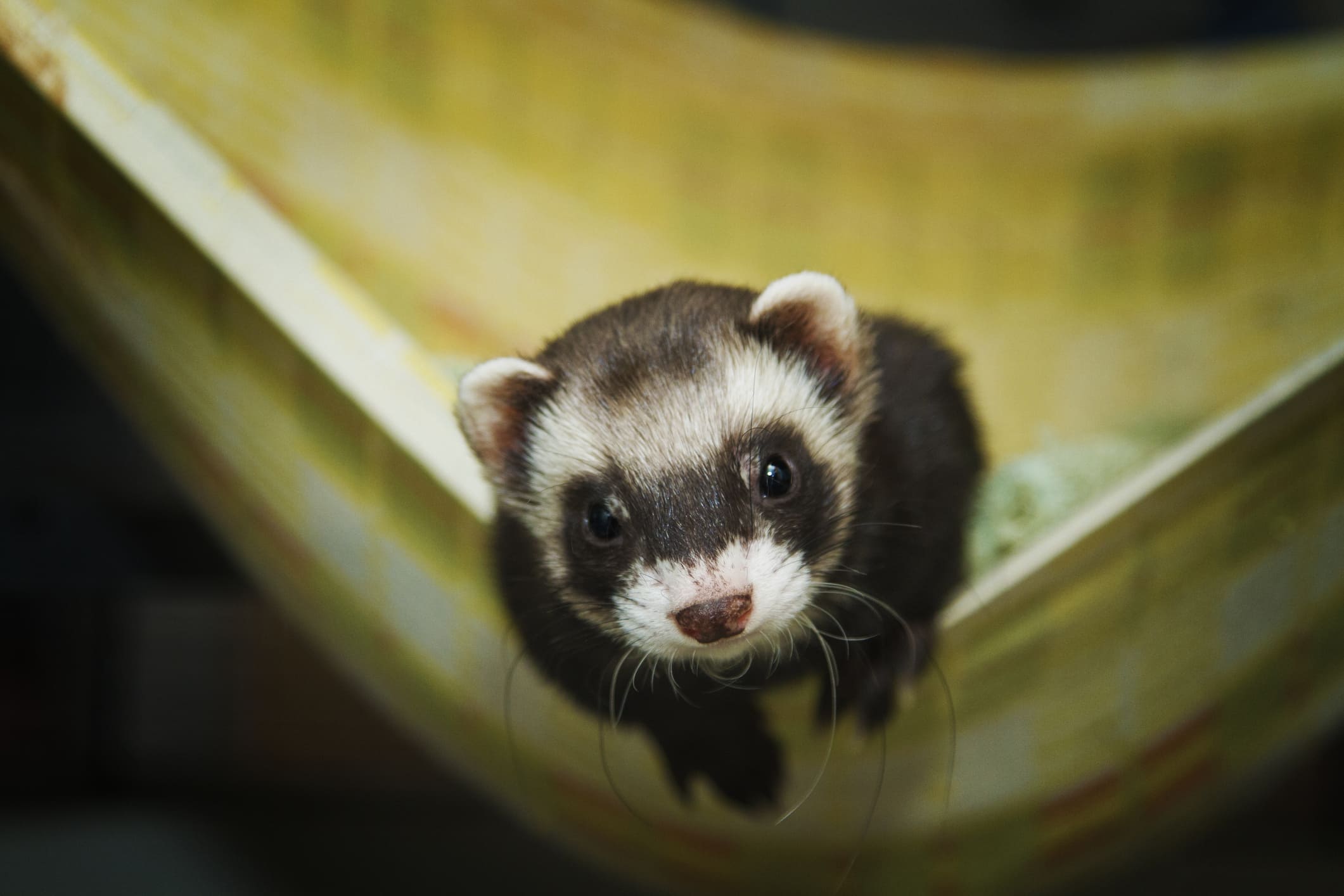 animales para tener en casa