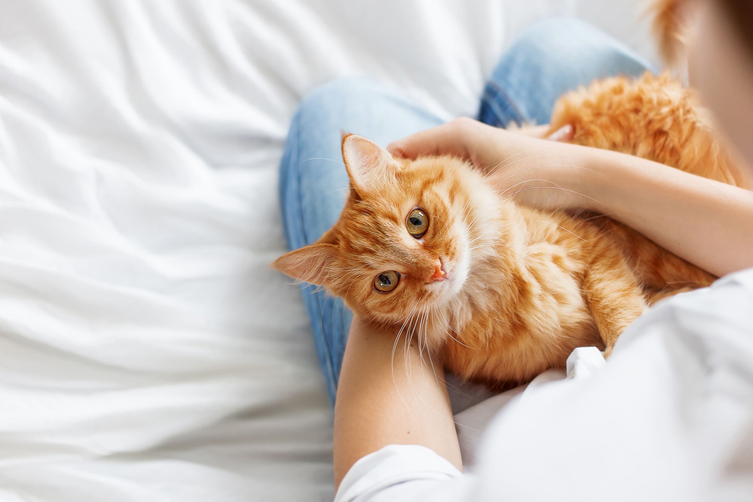 por qué los gatos eligen a una persona