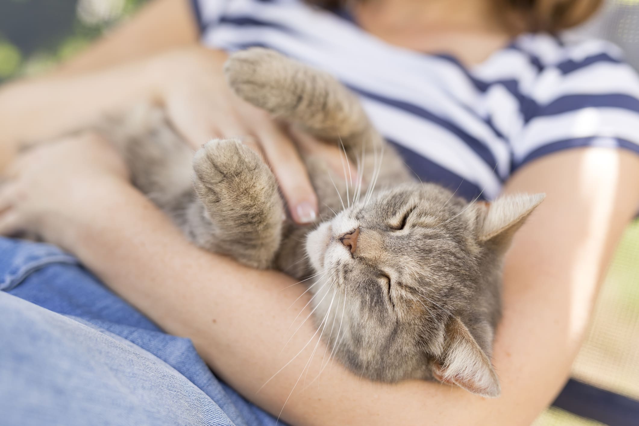 forma de dormir de los gatos