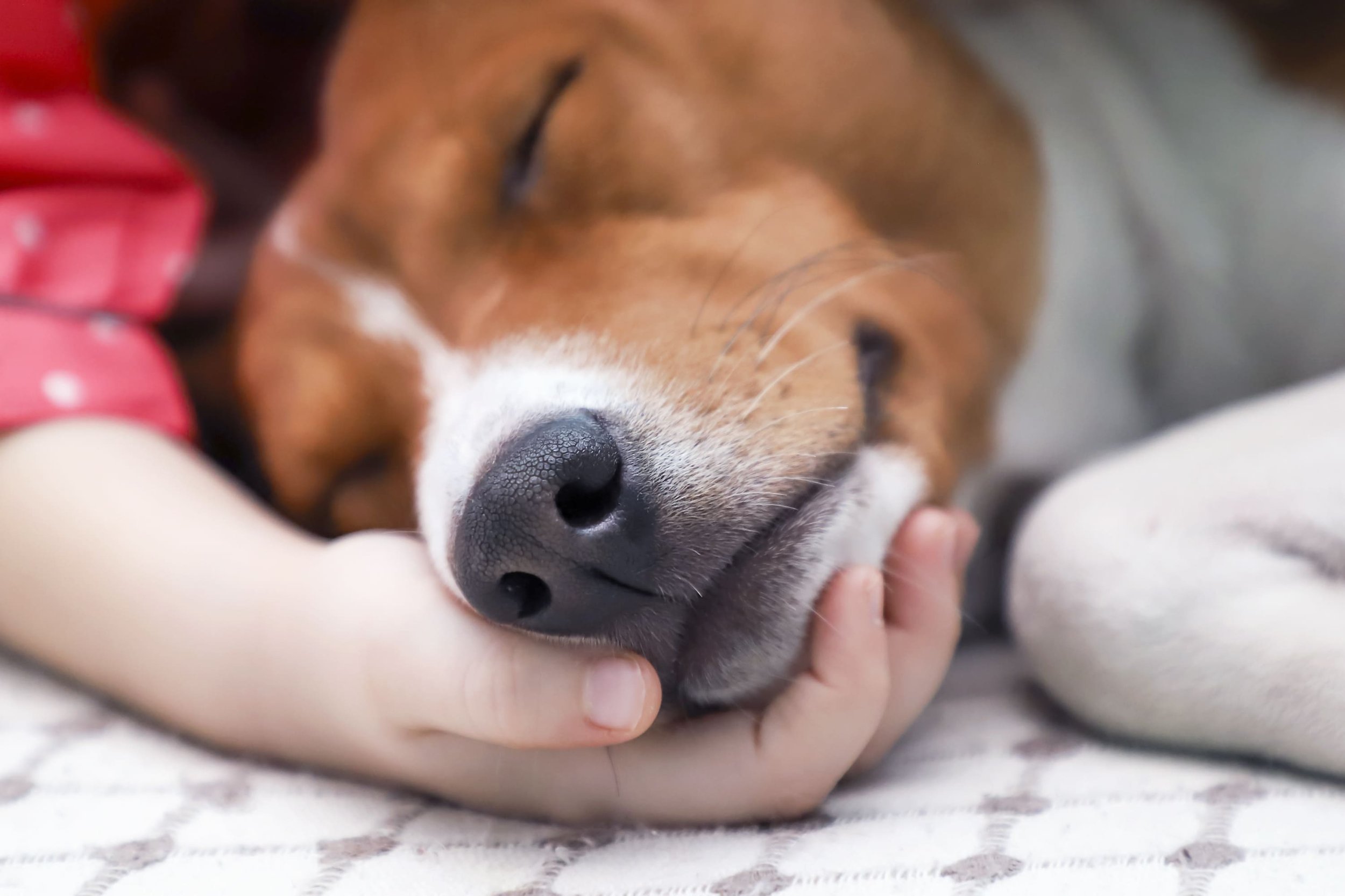 bronquitis en perros