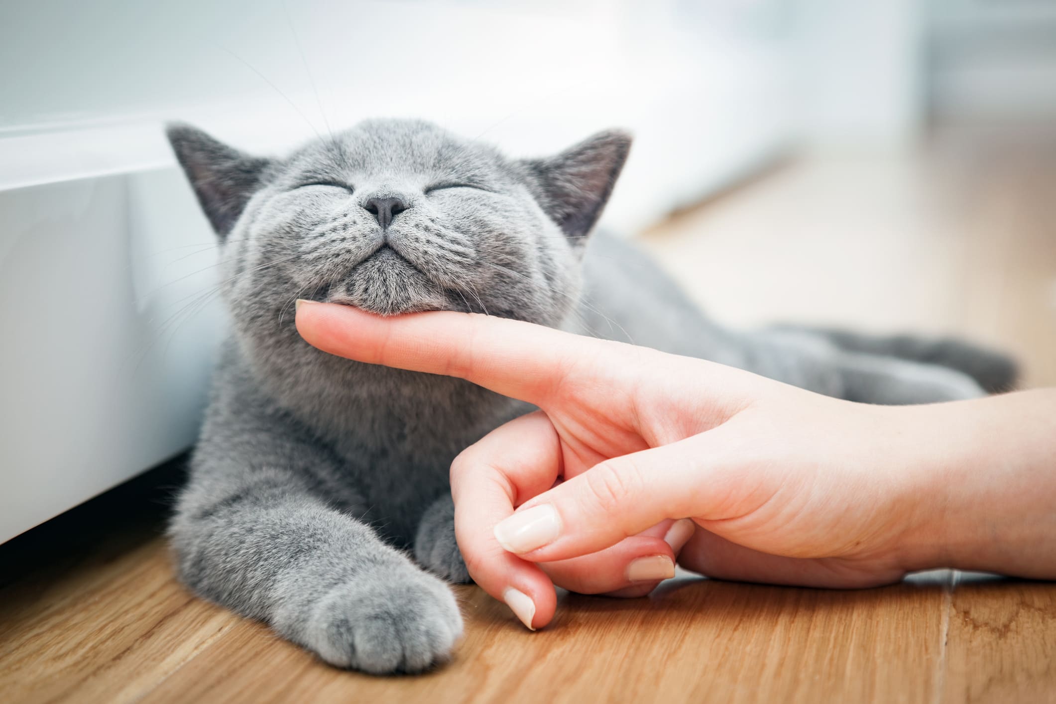 como adiestrar un gato