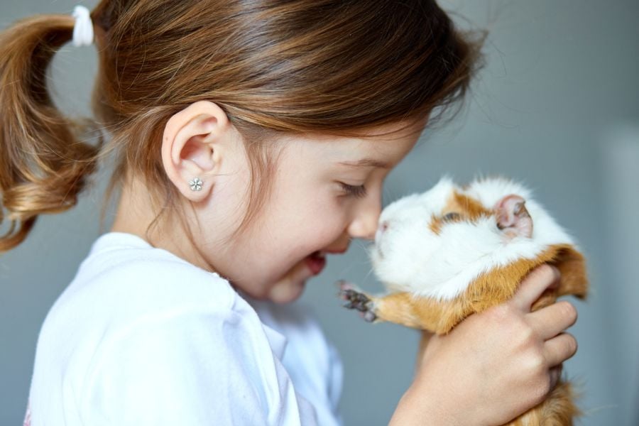 mascotas para niños hamster