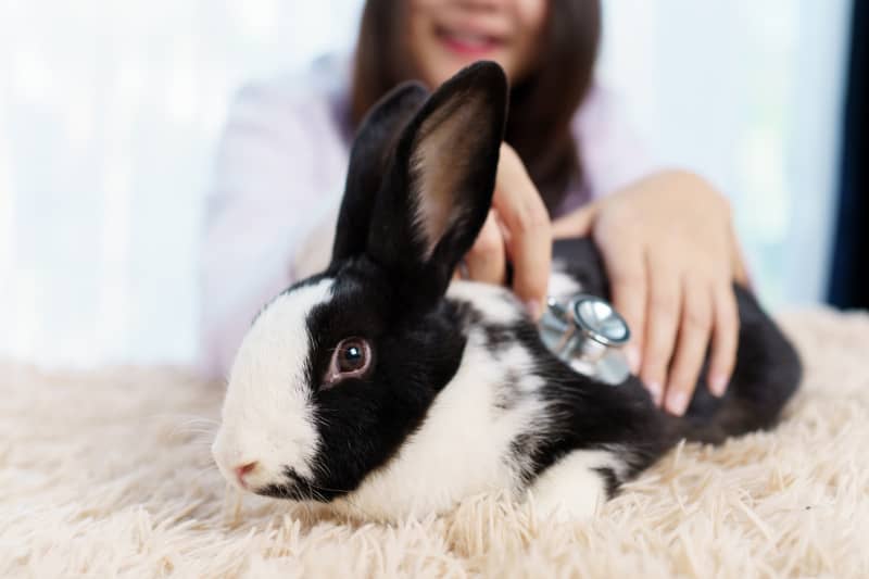 Mascotas para departamentos -Conejos