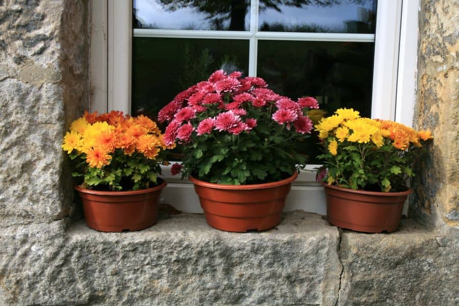plantas de exterior resistentes al frío y calor crisantemo