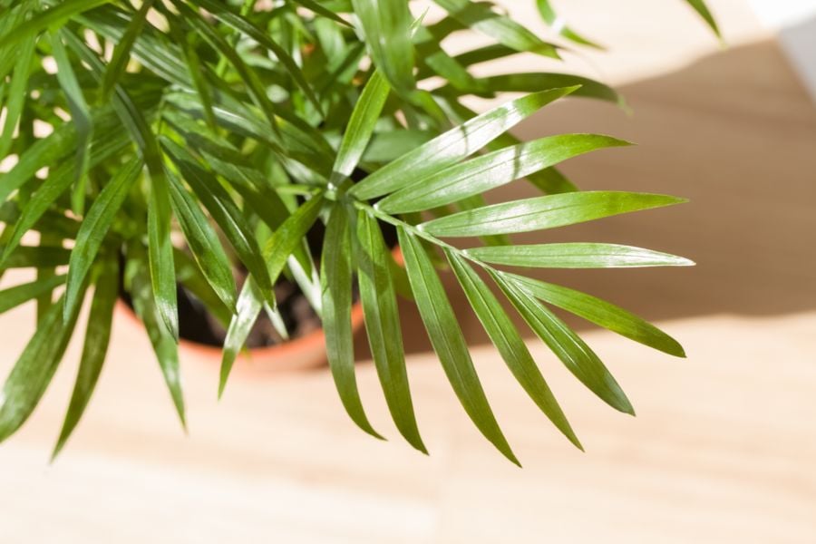 10 plantas de interior grandes e irresistibles