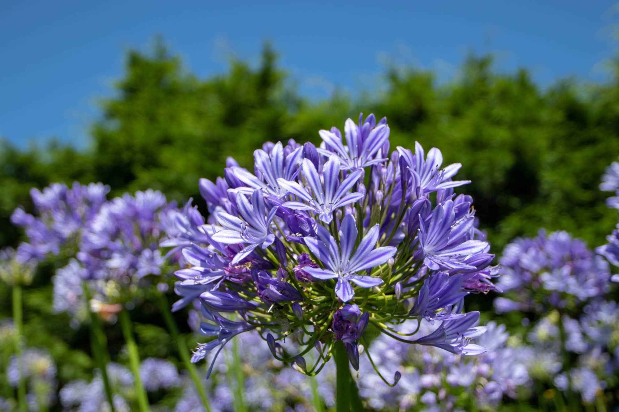 plantas para jardín seco