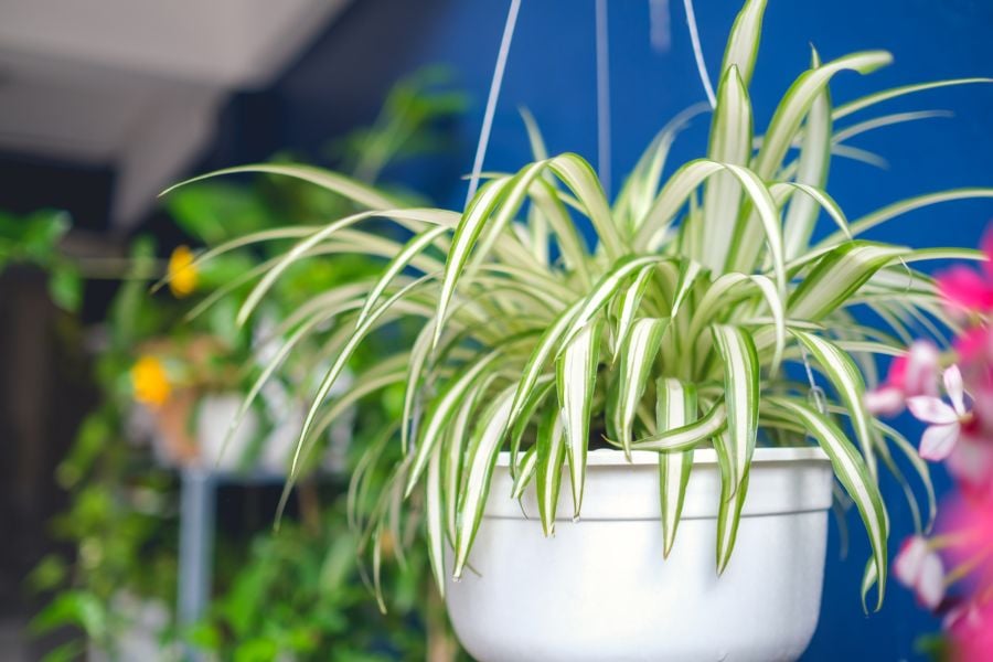 plantas que no necesitan sol cinta