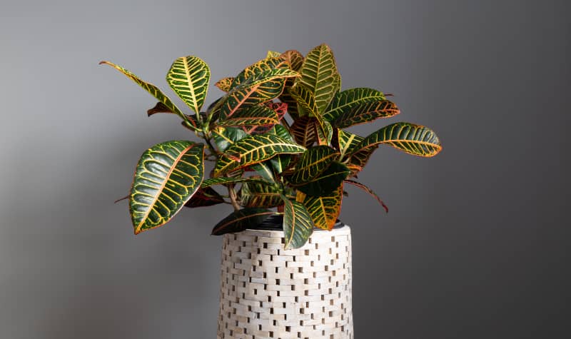 plantas-departamentos-croton