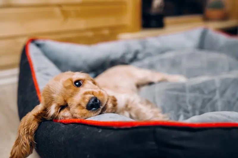 por que es importante que las mascotas tengan su cama