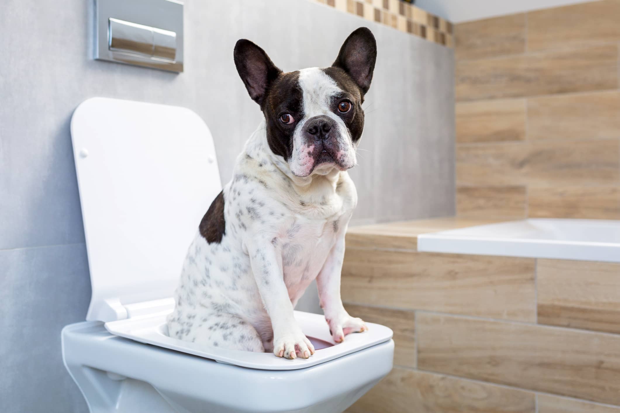 Baños para perros en departamentos