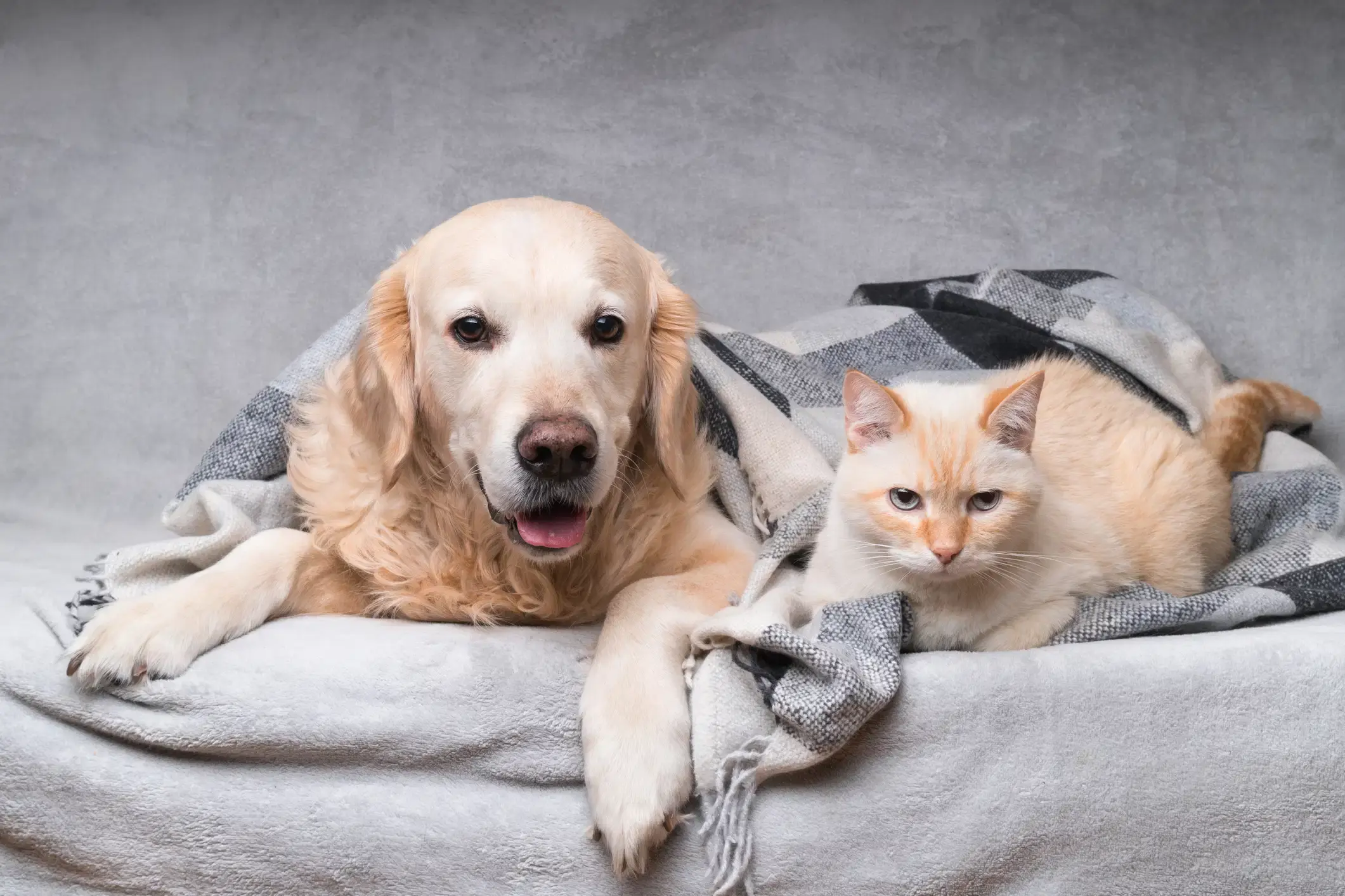 Cuidar a perros y gatos en invierno