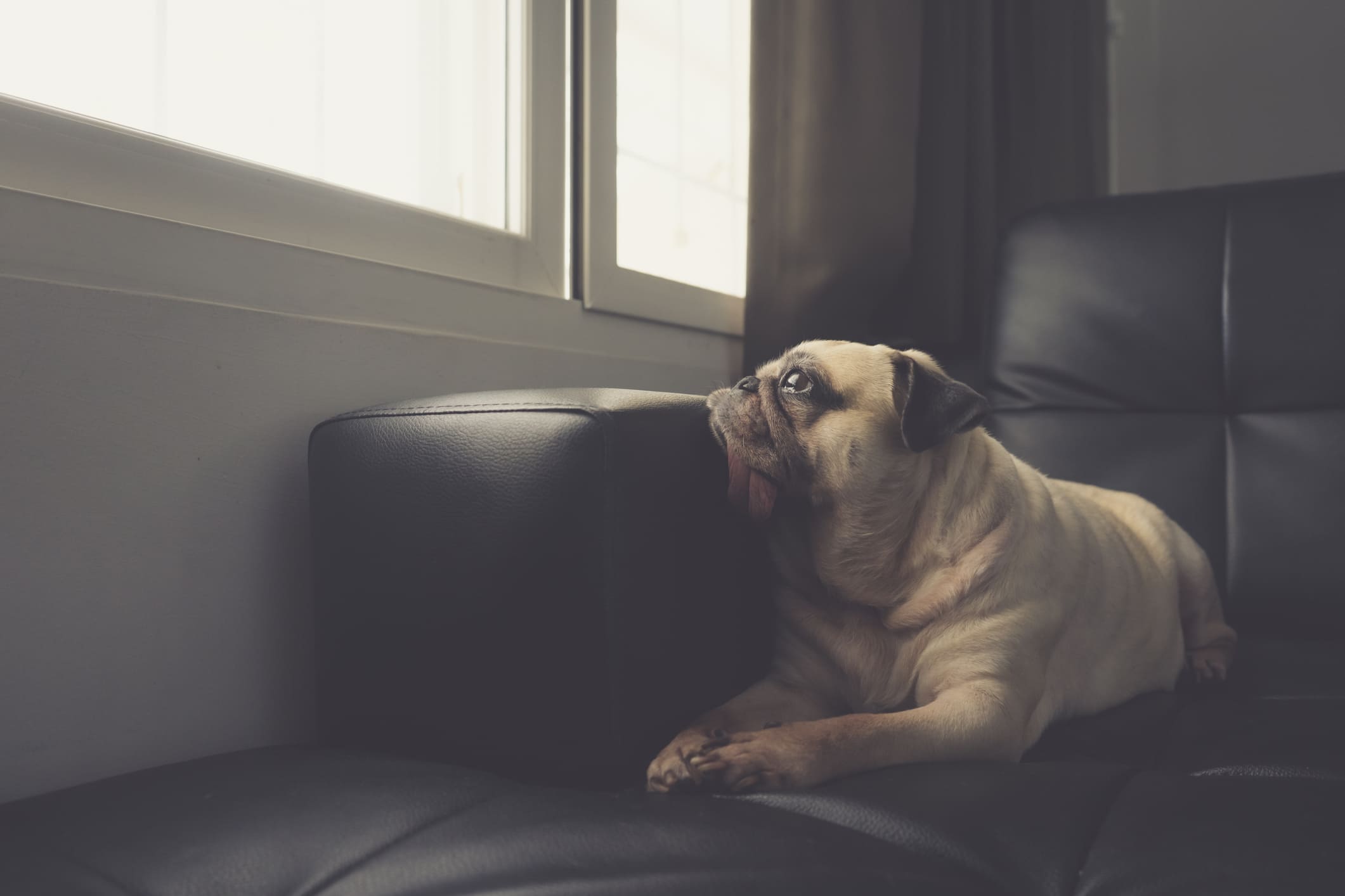 por qué mi perro está decaído
