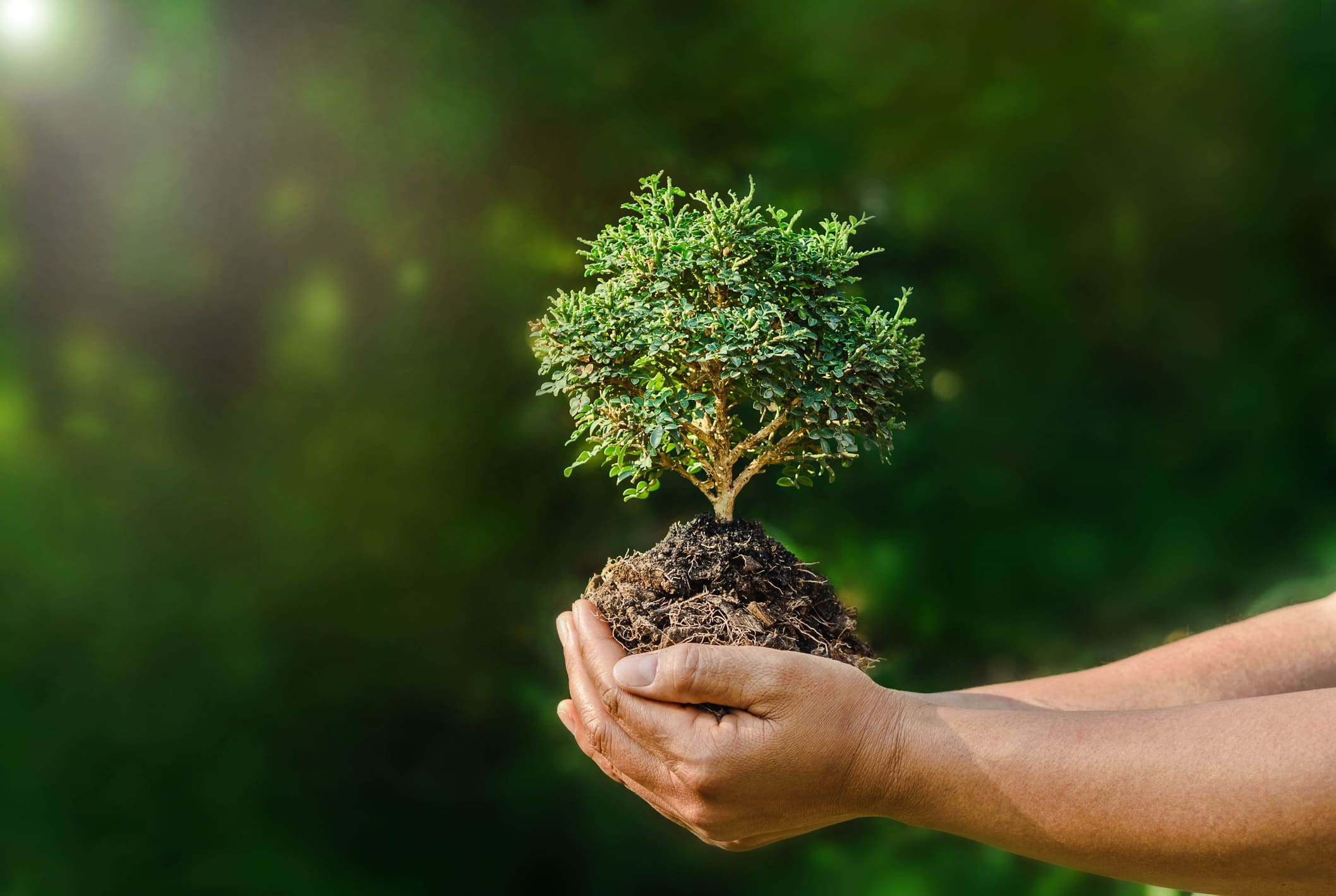como cuidar un bonsai